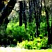 EdgeOfTheForest_byTeganLake